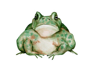 Watercolor illustration isolated on a white background: sitting green toad with a sad face.Watercolor illustration for postcards, decor, print.