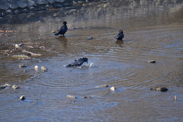 カラスの行水