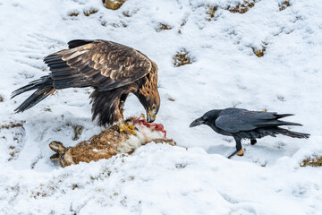 White Tailed Eagle (Haliaeetus albicilla)  Also known as the ern, erne, gray eagle, Eurasian sea eagle and white-tailed sea-eagle. Wings Spread. Poland, Europe. Birds of prey.