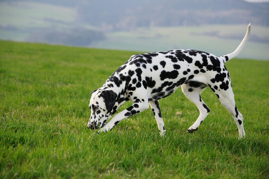 dalmatian dog sniffing