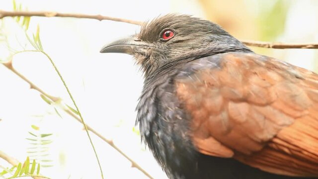 greater coucal or Centropus sinensis extreme close up shot perched on tree during safari at forest of central india