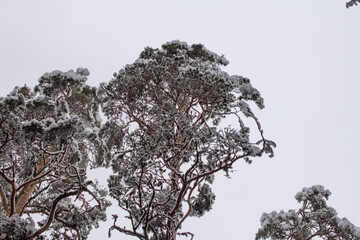 Spruce branches with snow. Winter forest, pine.