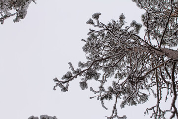 Spruce branches with snow. Winter forest, pine.
