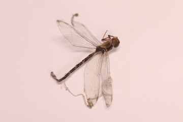 dead dragonfly caught by spider web