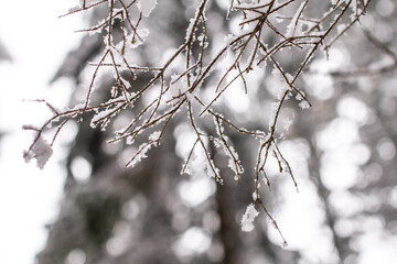 Spruce branches with snow. Winter forest, pine.