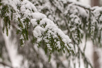 Spruce branches with snow. Winter forest, pine.