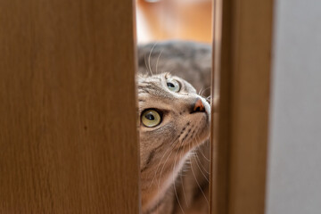 ドアの隙間　サバトラ猫