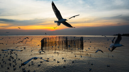 Many seagulls fly in the evening sky at Bang Pu of Thailand.