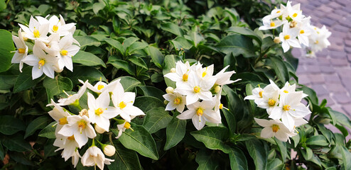Fototapeta premium White flowers of solanum laxum on the background of pavers. Panorama.