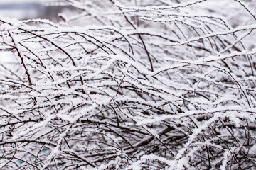 Dry tree branches with snow.