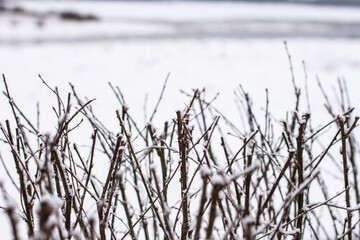 Dry tree branches with snow.