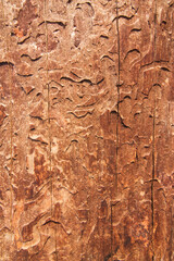 Informed wood texture, abstract background 