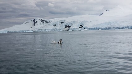 Whale jumping from sea, Antarctica