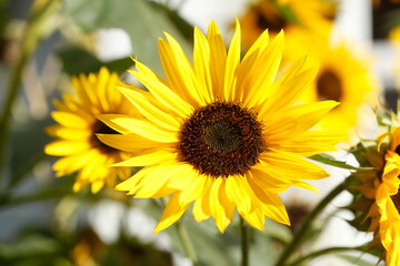 Sonnenblumen, Blume, Blüte, Deutschland, Europa