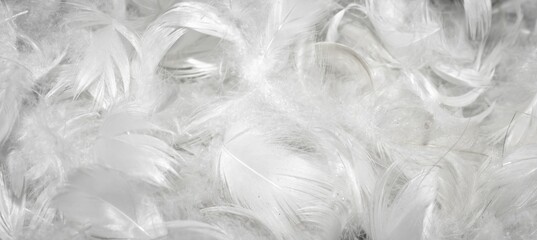 white fine duck feathers. background or texture