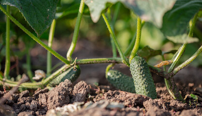 Young fresh green cucumbers grow in garden in open ground on brown soil background with copy space for text.