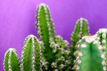 cactus for computer, Cereus uruguayanus, Mallorca, Balearic Islands, Spain