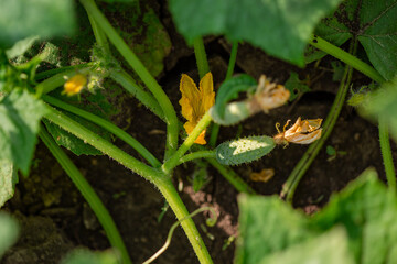 Young fresh green cucumbers grow in garden in open ground on brown soil background with copy space for text.