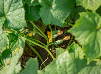 Young fresh green cucumbers grow in garden in open ground on brown soil background with copy space for text.