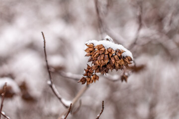 Close photo of sear plant with a cap of snow. Snow on bush branches in a park.