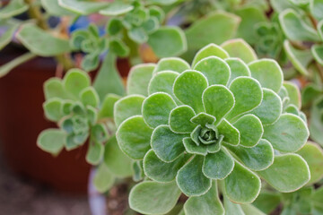 adromischus, Mallorca, Balearic Islands, Spain