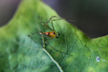 a small spider on a green leaf