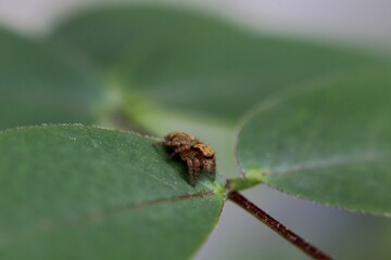 a small spider on a green leaf