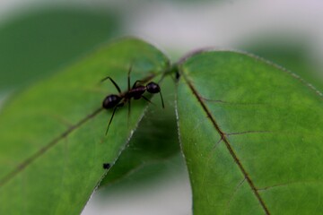 a black ant on a green leaf