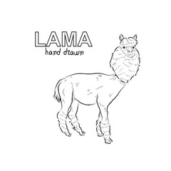 Sketch of lama. Handmade drawn.