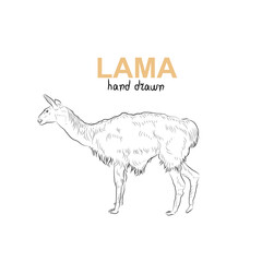Sketch of lama. Handmade drawn. © yik2007