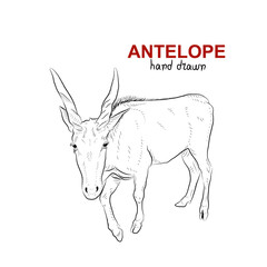 Sketch of antelope. Handmade drawn.