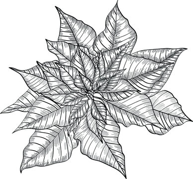 Hand drawn vector black line art. Christmas flowers outline illustration. Poinsettia, christmas star flower