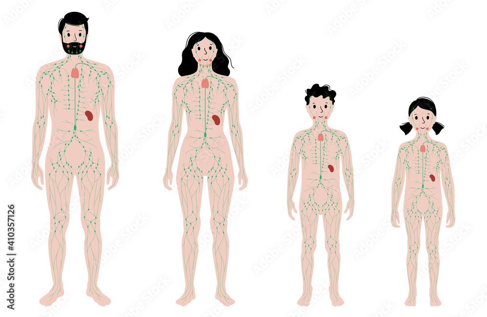 Sticker lymphatic system in human body