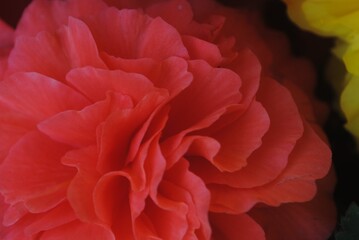 red and yellow dahlia