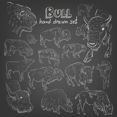 Sketch. Set of different bulls. Chalk style. Hand drawn.