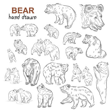 Sketch. Set of bears.  Hand drawn.