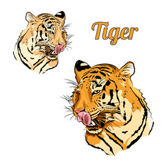 Head of tiger. Licking. Two nature tones.