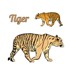 Tiger is walking. Two nature tones.