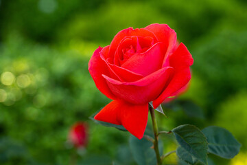 Red Rose