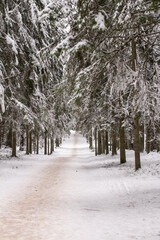 Photo of the winter forest.