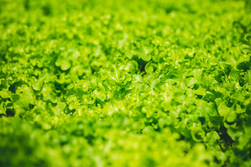 Green Lettuce leaves on garden beds in the vegetable field. Gardening background with green 
Salad plants in the open ground