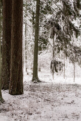Photo of the winter forest.