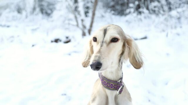Saluki dog in winter forest close up portrait. 