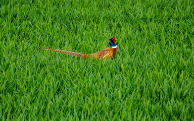 Beautiful motley pheasant on the green agricultural field