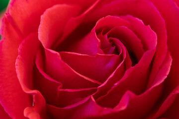 Red Rose Close Up