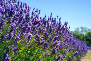 Obraz premium Field of vibrant Lavender flowers on a suuny summers day
