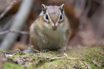 シマリス Chipmunk