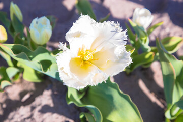 Bright colorful spring flowers tulips.
