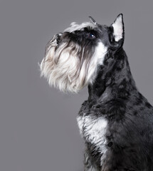 miniature schnauzer on a gray background, portrait of a dog