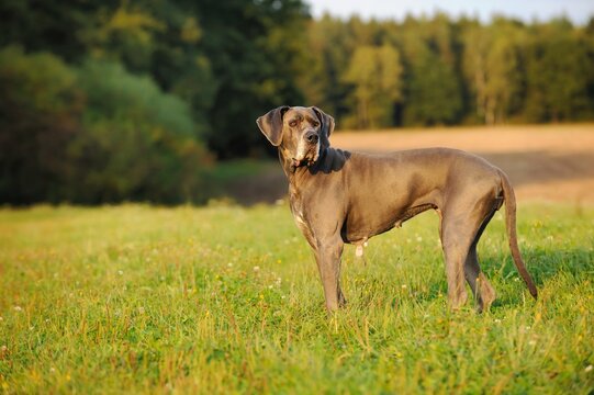 Great Dane blue 12 Years old